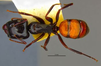 Media type: image;   Entomology 8721 Aspect: habitus dorsal view